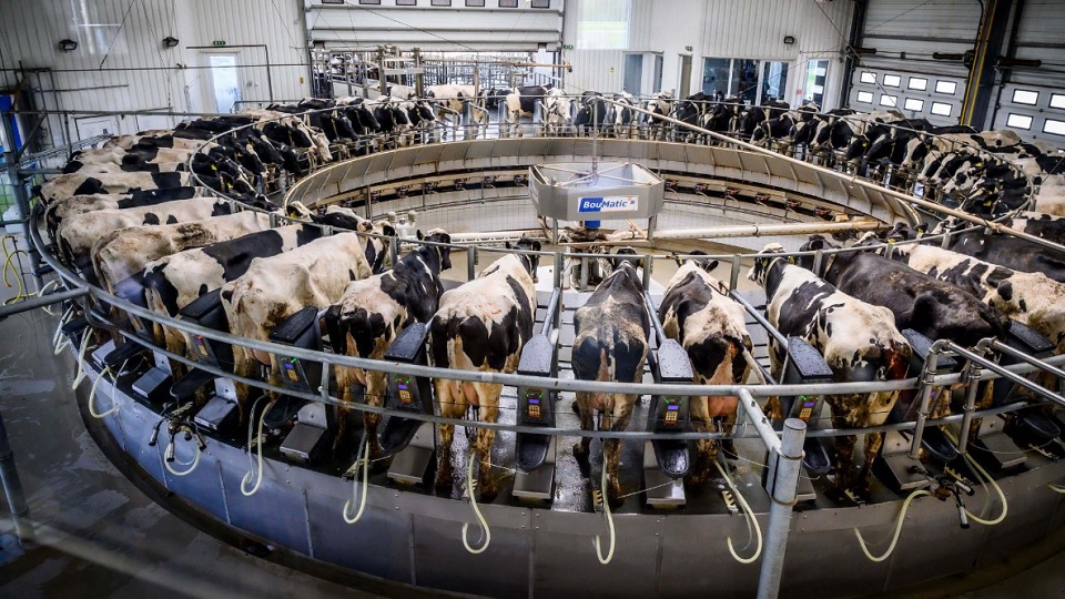 Literenként 15 forint felár – Három hónap alatt 7 milliárd forinttal segíti a kormány a tejtermelő gazdákat