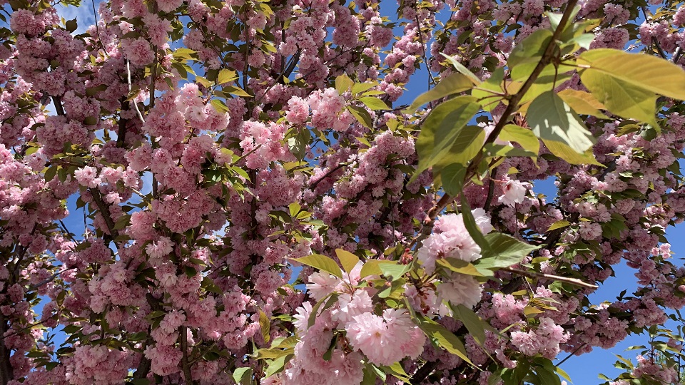 Hol bukkanhatnak fel a NAV revizorai a 17. héten?