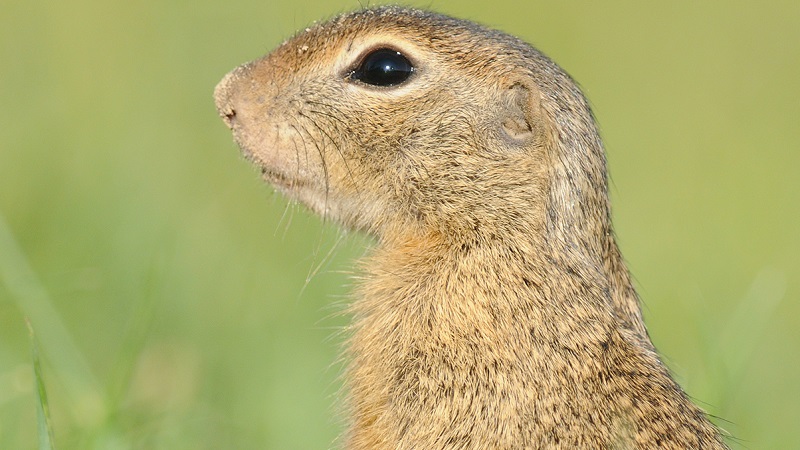 Az ürgékre is figyel az abroncsgyár