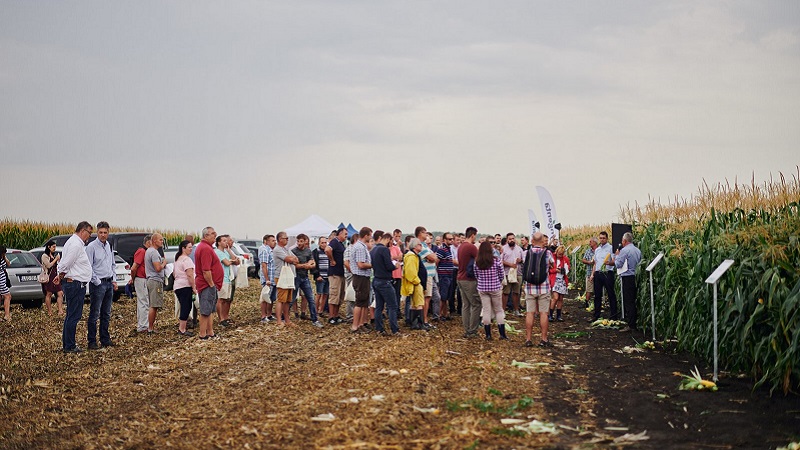 Emelkedtek a felvásárlási árak a csemegekukorica ágazatban