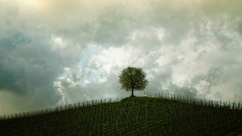 Ezzel fenyegeti a világ bortermő vidékeit a globális felmelegedés